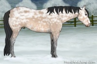 Horse Color:Bay Ice Dun