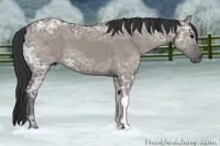 Horse Color:Grullo Ice 