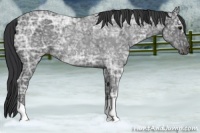 Horse Color:Blue Ice Roan 