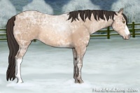Horse Color:Amber Champagne Ice 