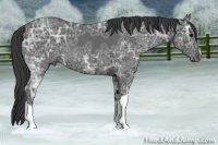 Horse Color:Blue Ice Roan 