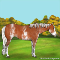Horse Color:White Spotted Silver Bay Splash 