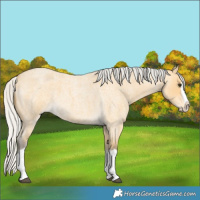 Horse Color:Silver Buckskin Roan Splash 