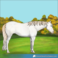 Horse Color:Buckskin Roan Pearl  and Buckskin Roan Pearl Splash 