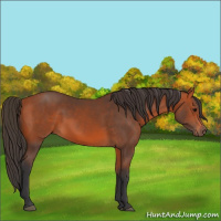 Horse Color:Bay 