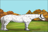 Horse Color:Brown Appaloosa 