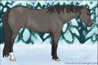 Horse Color:Grullo Appaloosa