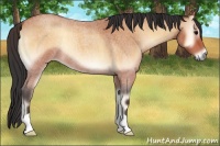 Horse Color:Bay Roan Onyx 
