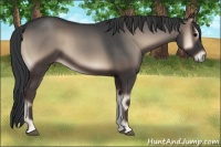 Horse Color:Blue Onyx 