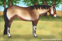Horse Color:Bay Onyx 