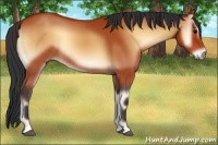 Horse Color:Bay Onyx