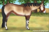 Horse Color:Bay Onyx 