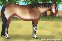 Horse Color:Bay Onyx 