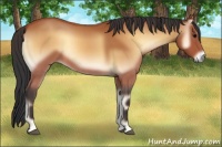 Horse Color:Bay Onyx 
