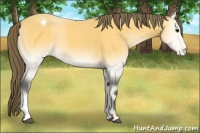 Horse Color:Buckskin Onyx Appaloosa 