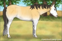 Horse Color:Buckskin Onyx Splash Rabicano 