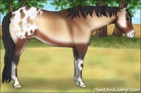 Horse Color:Brown Onyx Blanket 