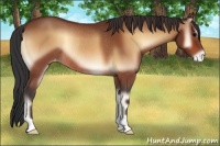 Horse Color:Bay Onyx Appaloosa Rabicano