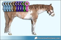 Horse Color:Liver Chestnut Pearl Sabino 