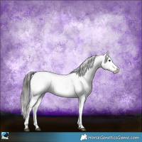 Horse Color:Black Snowflake Varnish