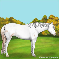 Horse Color:Bay Roan Dun Tobiano Frame Appaloosa