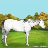 Horse Color:Gray Brown Dun Tobiano Appaloosa Rabicano