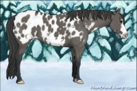 Horse Color:Grullo Frame Near Leopard 