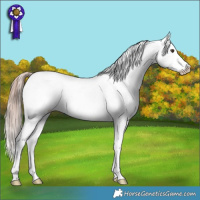 Horse Color:Liver Red Dun Appaloosa 
