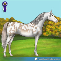 Horse Color:Liver Red Dun Appaloosa 