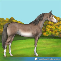 Horse Color:Liver Red Dun Mushroom 
