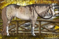 Horse Color:White Spotted Liver Red Dun Brindle 