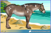 Horse Color:White Spotted Liver Red Dun 