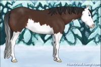 Horse Color:Bay Splash 