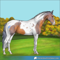 Horse Color:Watercolor Brown Tobiano 