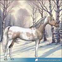 Horse Color:White Spotted Liver Red Dun Mushroom Tobiano Frame Rabicano Brindle 