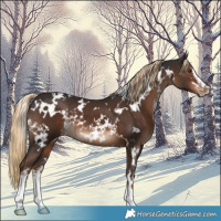 Horse Color:White Spotted Liver Chestnut 