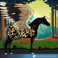 Horse Color:Void Palomino Onyx Appaloosa 