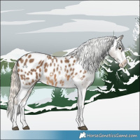 Horse Color:Chocolate Palomino Sabino Splash Appaloosa