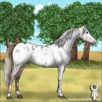 Horse Color:Gray White Spotted Liver Chestnut Near Leopard  and White Spotted Chocolate Palomino Near Fewspot 