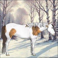 Horse Color:Buckskin Splash Tobiano Rabicano 
