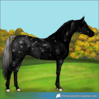 Horse Color:Void Silver Bay Appaloosa 