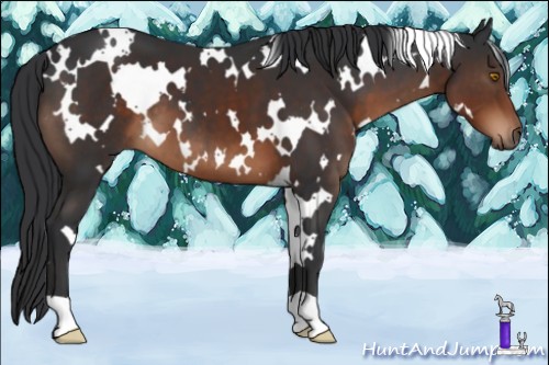 Horse Color:White Spotted Brown
