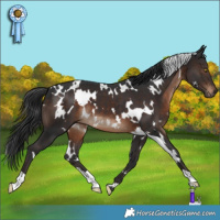 Horse Color:White Spotted Brown 