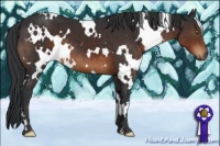 Horse Color:White Spotted Brown 