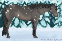 Horse Color:White Spotted Black 
