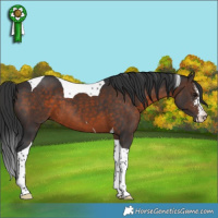 Horse Color:Brown Sabino Tobiano 