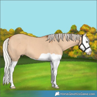 Horse Color:Silver Bay Dun Splash 