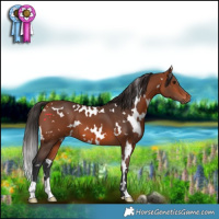 Horse Color:White Spotted Bay 