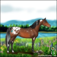 Horse Color:White Spotted Bay Appaloosa