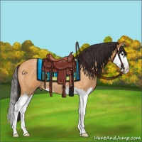 Horse Color:Buckskin Roan Splash 